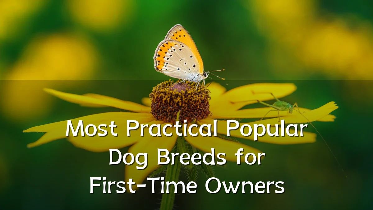 Most Practical Popular Dog Breeds for First-Time Owners
