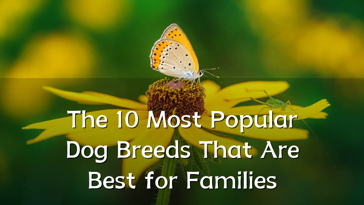 The 10 Most Popular Dog Breeds That Are Best for Families